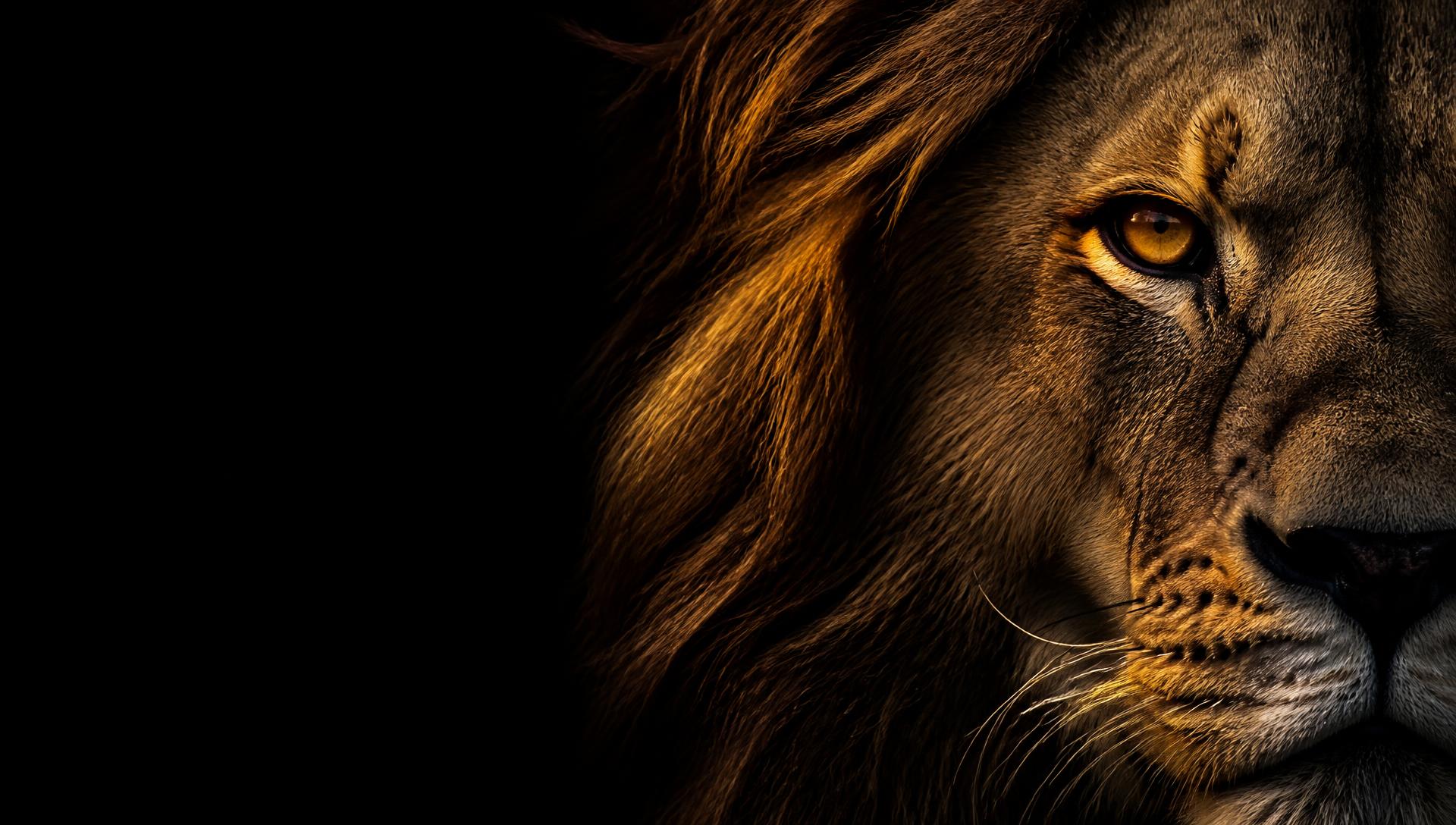Close-up portrait of a lion, the WildSpin emblem